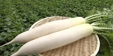 Daikon