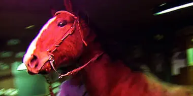 A Horse Walks Into a Bar