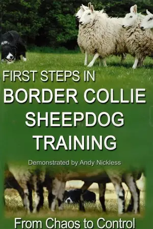 First Step in Border Collie sheepdog Training