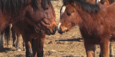 Native Horses