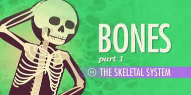 The Skeletal System