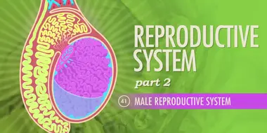 Reproductive System, Part 2 - Male Reproductive System