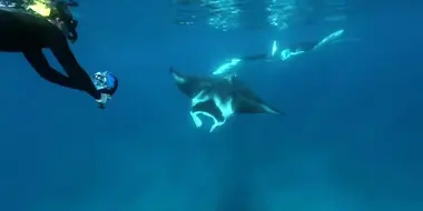Swimming With Manta Rays