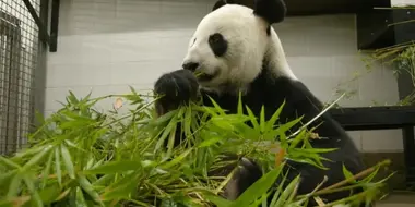 Episode 25 Bamboo for Pandas, Growing Tea & Wicking Beds