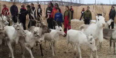 Moving Reindeer to Soeroeya