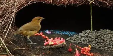 Bower Birds: The Art of Seduction