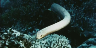 The Sea Snake