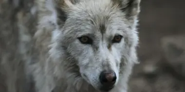 Southern Rocky Mountain Wolf