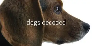 Dogs Decoded