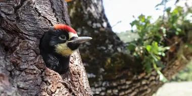 Woodpeckers: The Hole Story