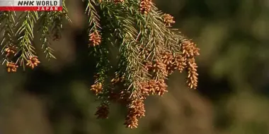 Pollen Levels in Tokyo This Spring Projected to be Fourth Highest on Record