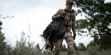 Big Sky, Bigger Birds: Montana Wild Turkey