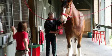 Martin Clunes: Heavy Horsepower