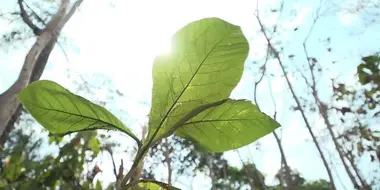 Homegrown Sustainable Forestry: Indonesia