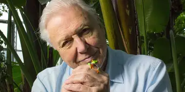 Attenborough's Fabulous Frogs