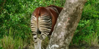 Okapi Bundle of Joy