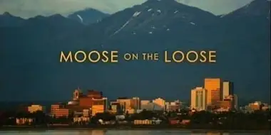 Moose on the Loose