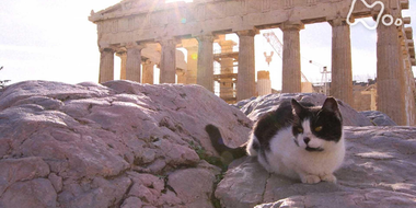 Traditional Life and Cats ~Europe~