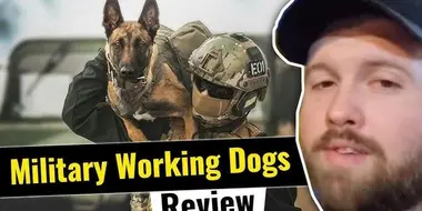 The Fat Electrician Reviews: Military Working Dogs