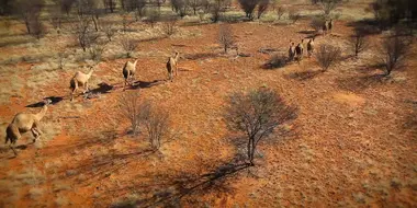 Camels in the Outback