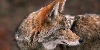 Coyote: the Ultimate Survivor?