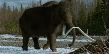 A Mammoth Undertaking