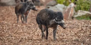 The Disappearance of the Warty Pig