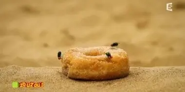 The doughnut