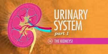 Urinary System, Part 1