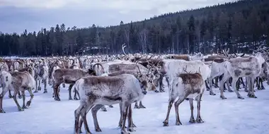 The Land of the Snow and Ice