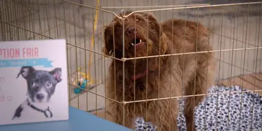 Adam Ruins Animals