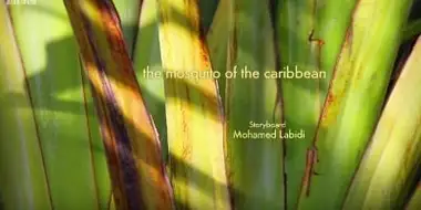 The mosquito of the caribbean