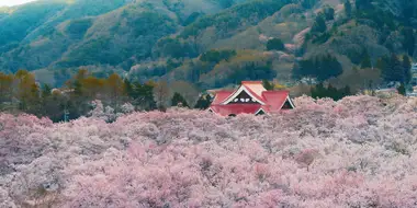 Living Among Trees