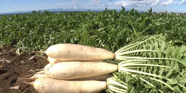 DAIKON