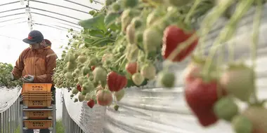 Bitter and Sweet: A Strawberry Farming Family