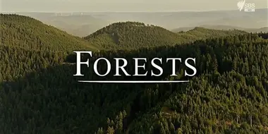 Forests