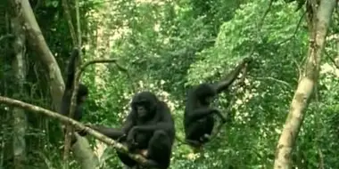 Bonobo: Missing In Action