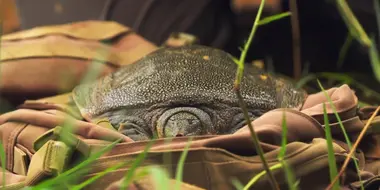 The Hidden Turtle of Vietnam