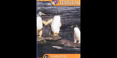 The flight of penguins
