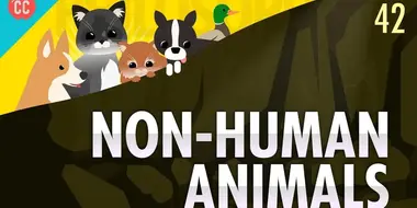 Non-Human Animals
