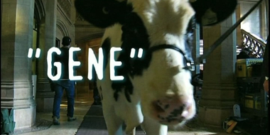 Gene the Cow