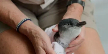 Little Penguin Rescue