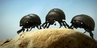 The Dung Beetle Battle