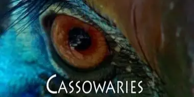 Cassowaries