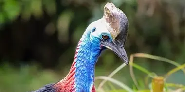 Cassowary and Gharial