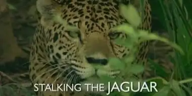 Stalking the Jaguar