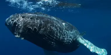 Humpbacks: From Tonga to Antartica