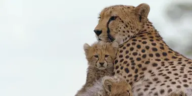 Cheetah