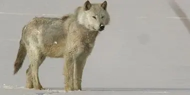 A Wolf Called Storm