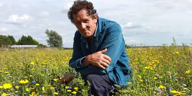 Wild Flowers and Front Gardens